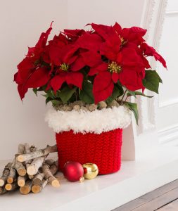 North Pole Pot Cozy Free Crochet Pattern